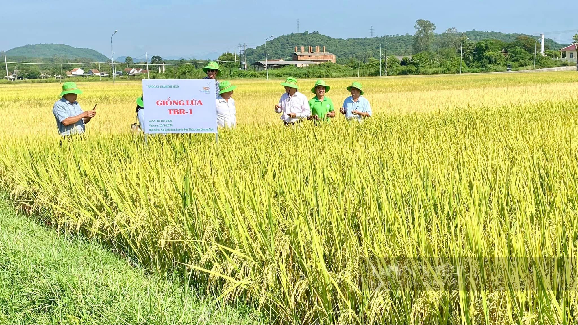 Bộ đôi giống lúa của ThaiBinh Seed “vững vàng” trước mưa gió, năng suất cao, nông dân Quảng Ngãi thích mê - Ảnh 3.