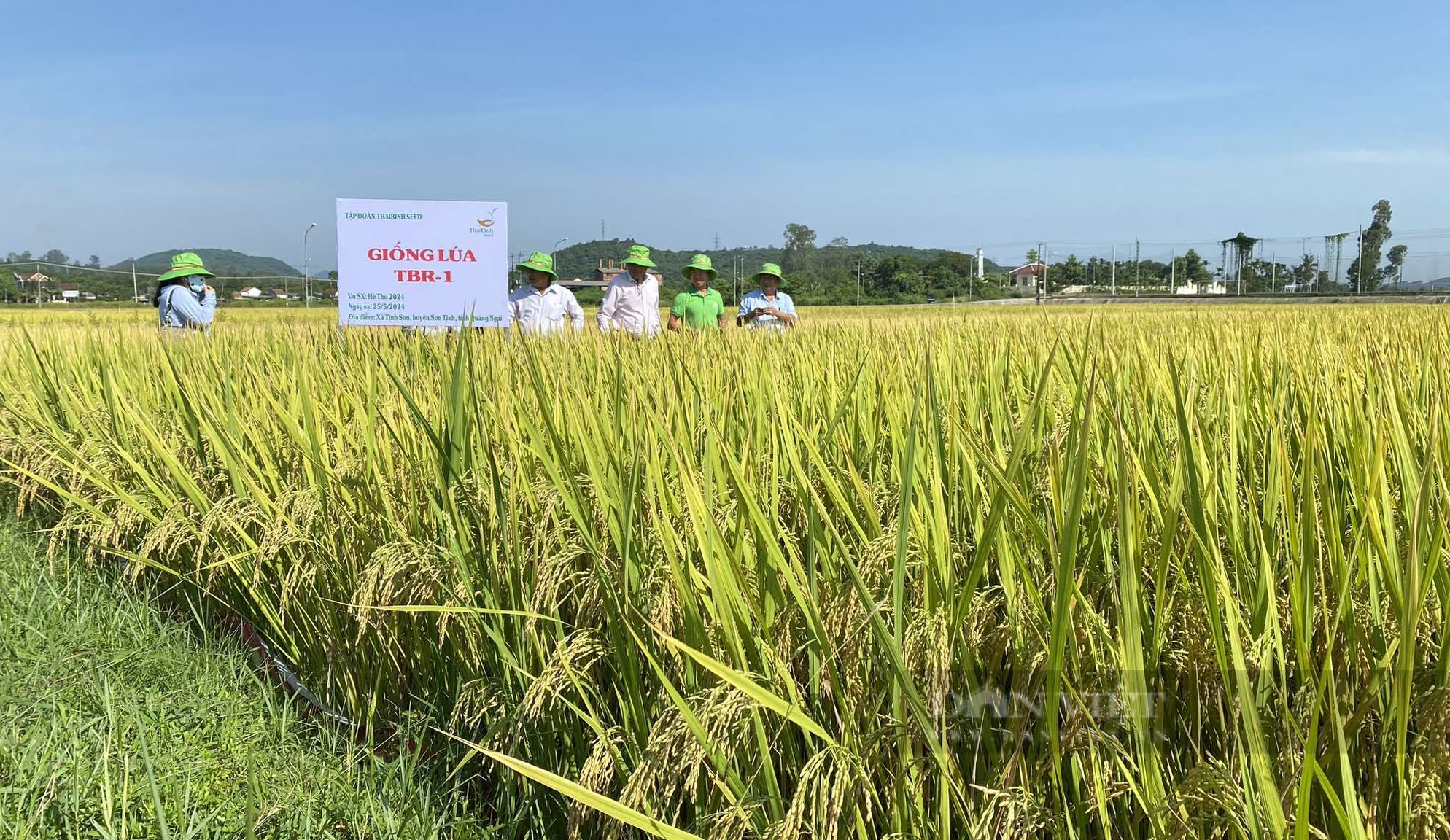 Bộ đôi giống lúa của ThaiBinh Seed “vững vàng” trước mưa gió, năng suất cao, nông dân Quảng Ngãi thích mê - Ảnh 4.