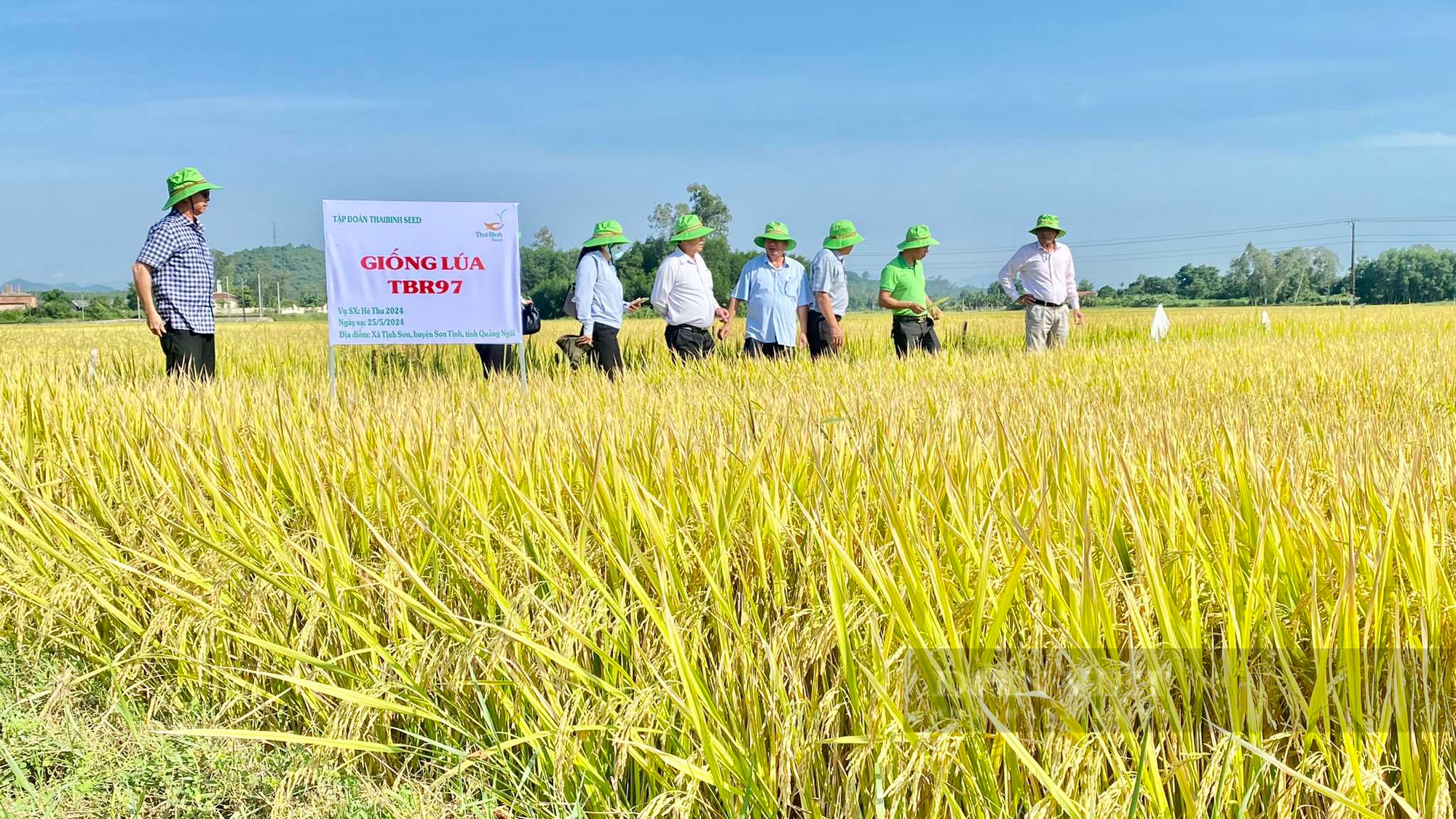 Bộ đôi giống lúa của ThaiBinh Seed “vững vàng” trước mưa gió, năng suất cao, nông dân Quảng Ngãi thích mê - Ảnh 6.