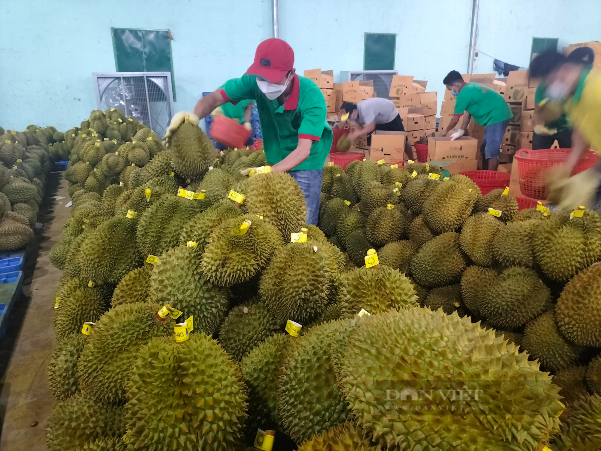 Khai thác "mỏ vàng" từ sầu riêng - trái cây vua của Việt Nam: Trung Quốc yêu cầu ngày càng cao (Bài 4) - Ảnh 3.