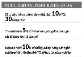 Sôi động làm kinh tế tập thể ở Bình Thuận - Ảnh 3.