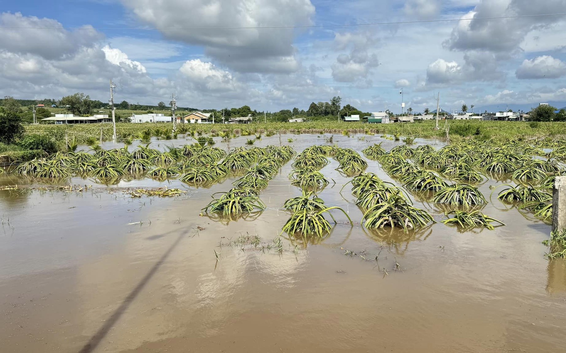 Hơn 230 hộ dân và 420 ha thanh long bị ngập do mưa lũ, chính quyền đang hỗ trợ người dân - Ảnh 2.