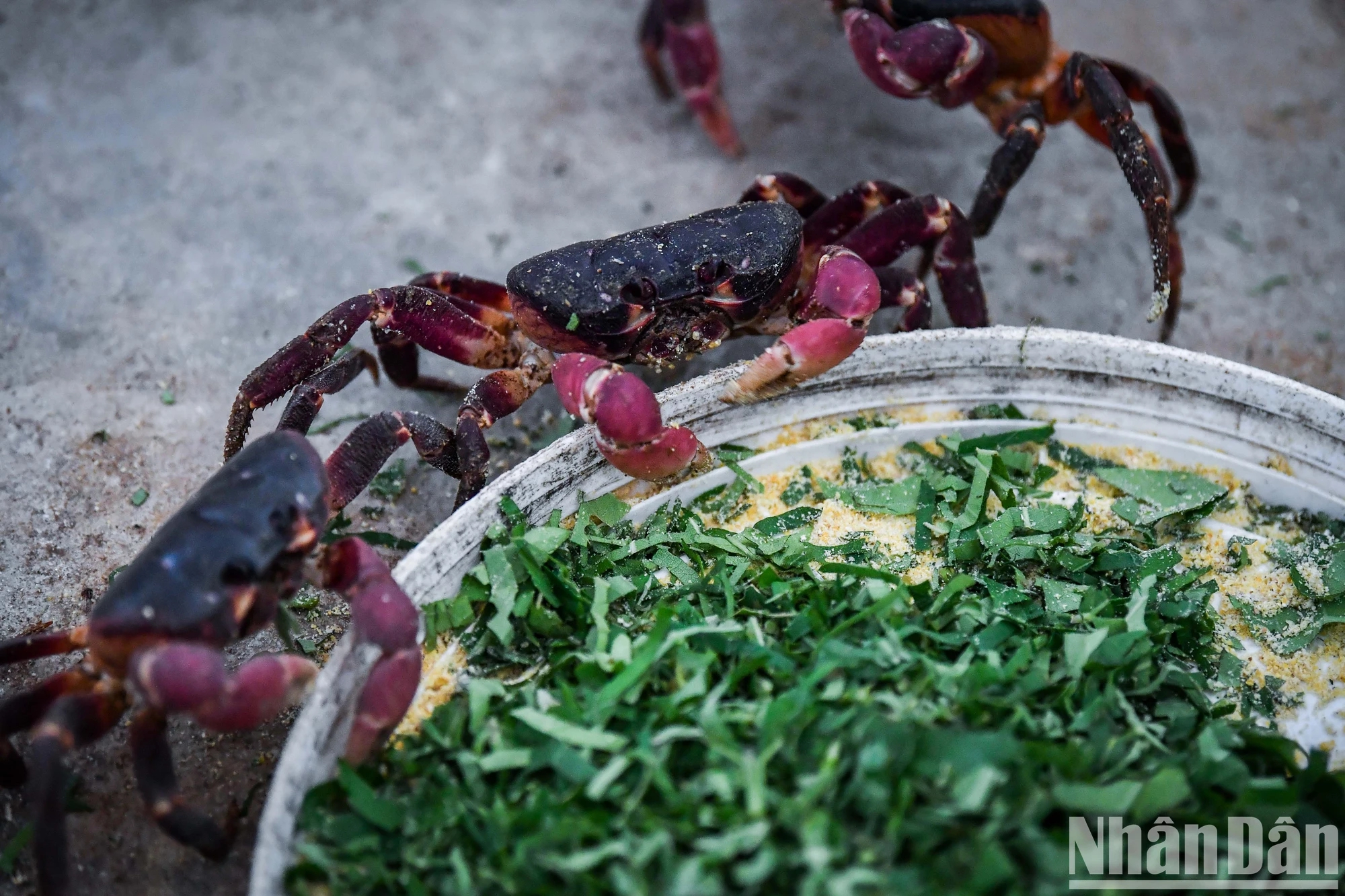 Hướng đi tiềm năng từ mô hình nuôi cua đá thương phẩm trên đảo Cồn Cỏ - Ảnh 5.