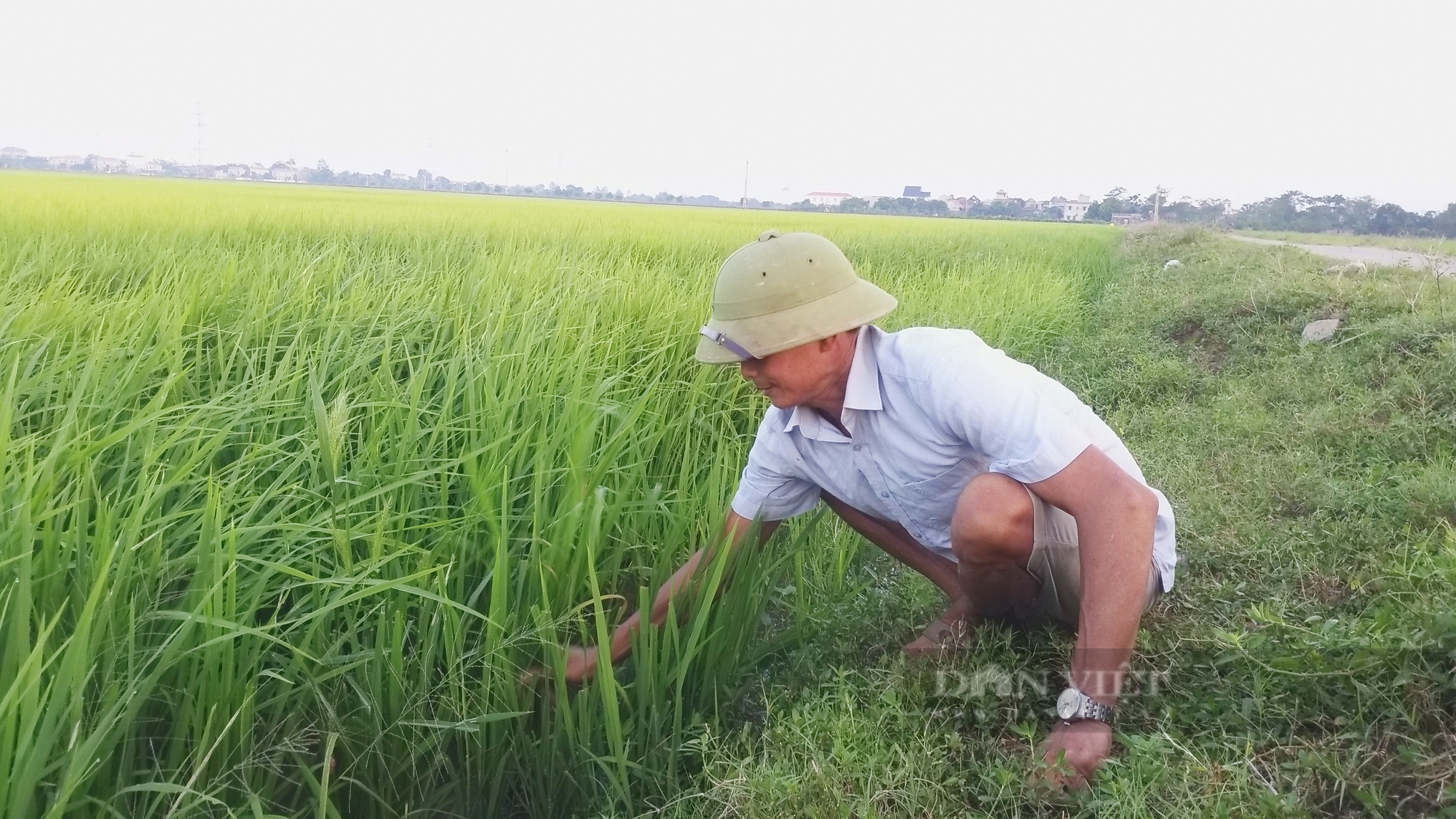 Đại điền ở Ninh Bình với thành tích “nhiều cái nhất” - Ảnh 3.