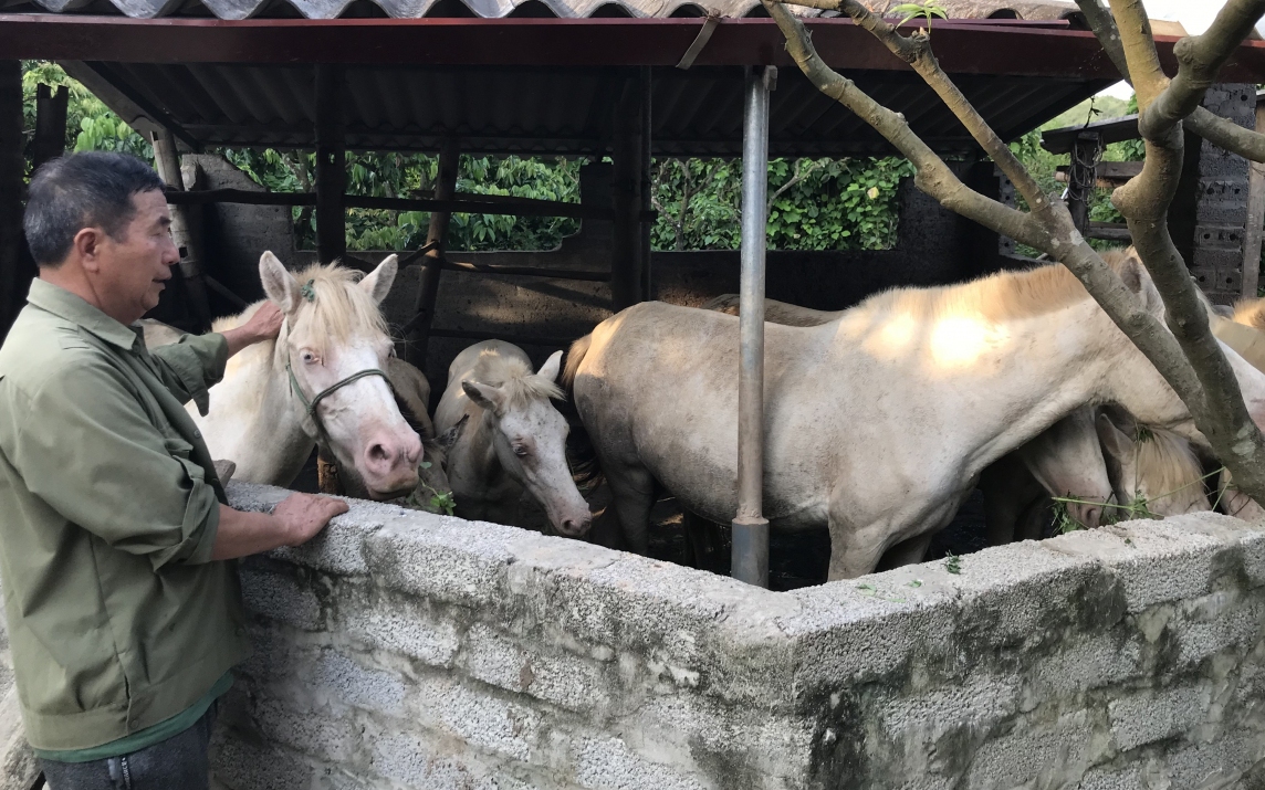 Con cua đá, động vật hoang dã nuôi la liệt ở đảo Cồn Cỏ của Quảng Trị, lấy 2 càng gắp rau bỏ vô mồm - Ảnh 7.