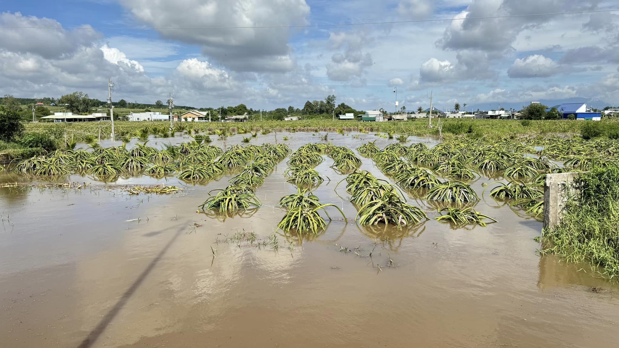 Hơn 230 hộ dân và 420 ha thanh long bị ngập do mưa lũ, chính quyền đang hỗ trợ người dân - Ảnh 3.