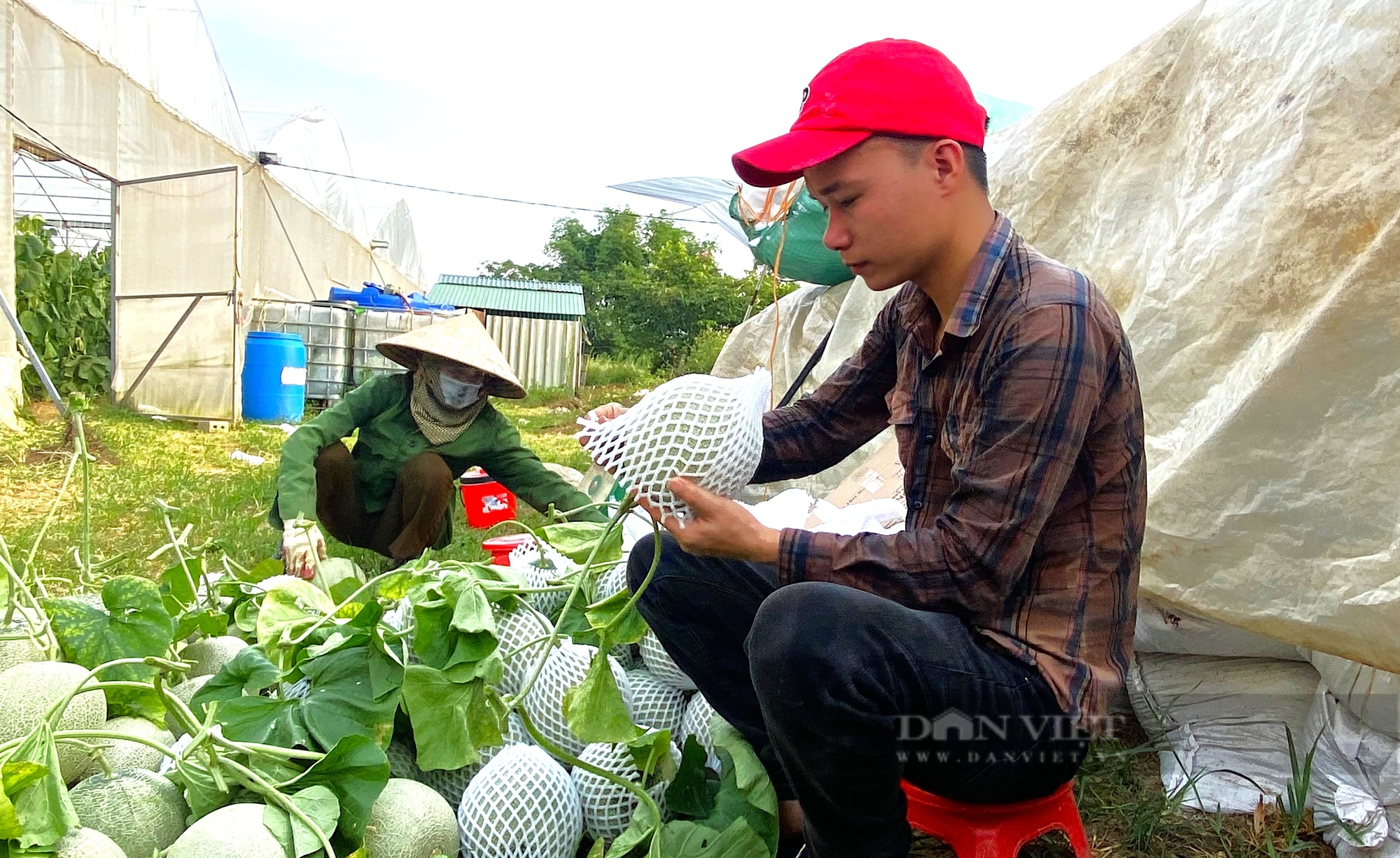 Trồng loại quả chỉ để mỗi cây, một quả mà thu nhập nửa tỷ mỗi năm - Ảnh 7.