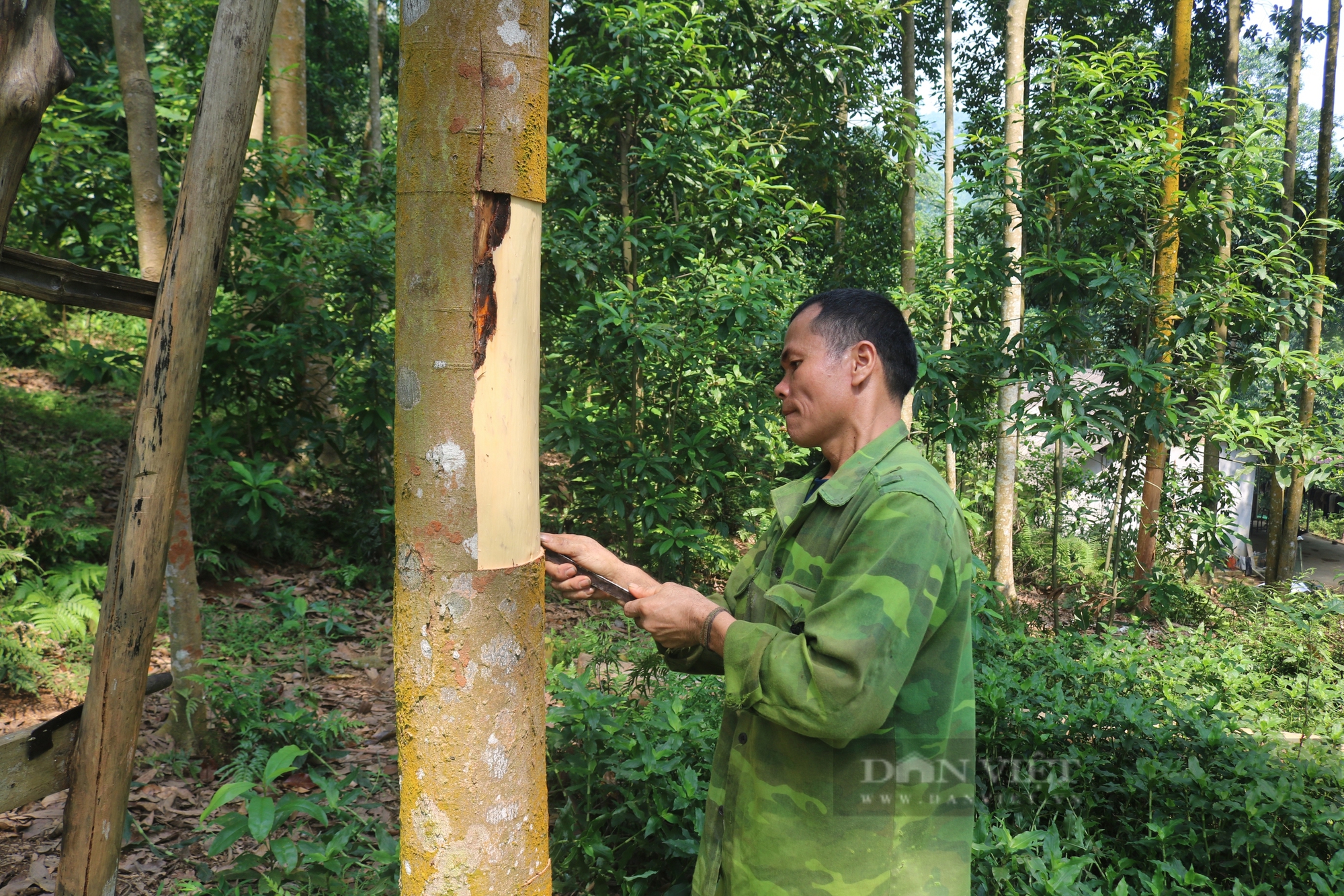 Nông dân một xã ở Lào Cai giàu lên nhờ trồng quế - Ảnh 2.