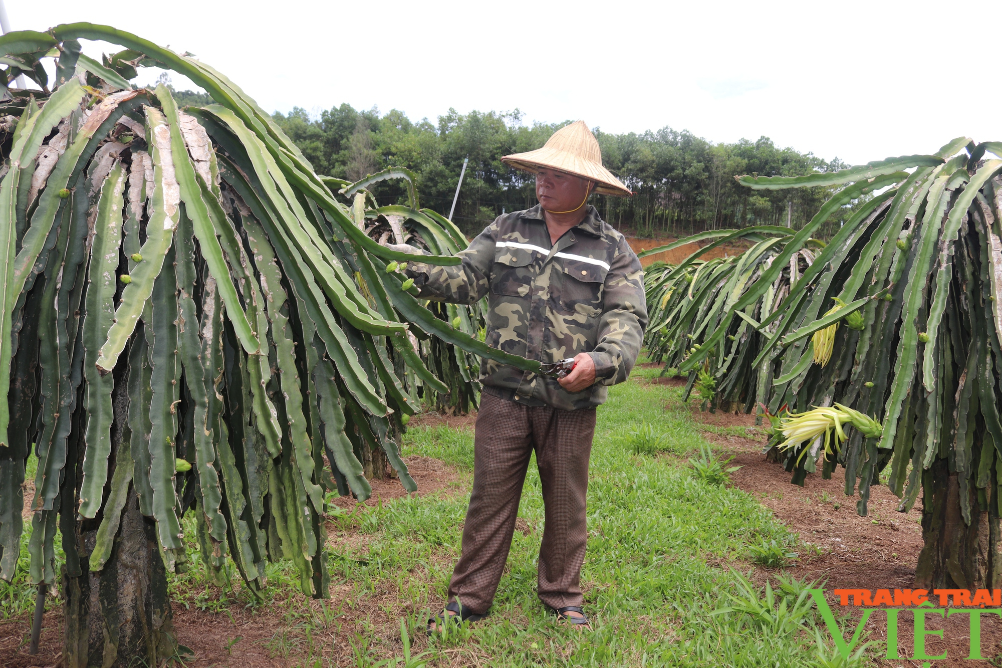 Hòa Bình: Người giúp "cây rồng xanh" bén rễ trên đất Đông Bắc - Ảnh 2.