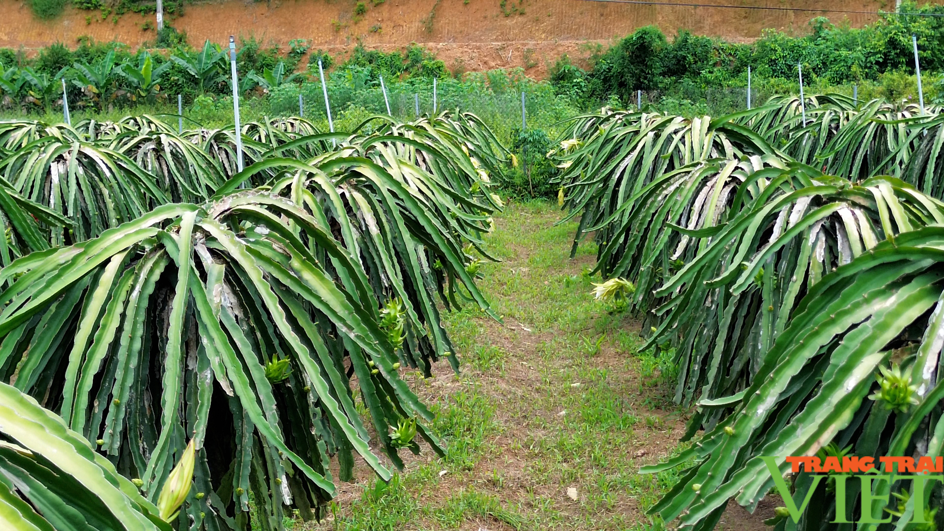 Hòa Bình: Người giúp "cây rồng xanh" bén rễ trên đất Đông Bắc - Ảnh 3.