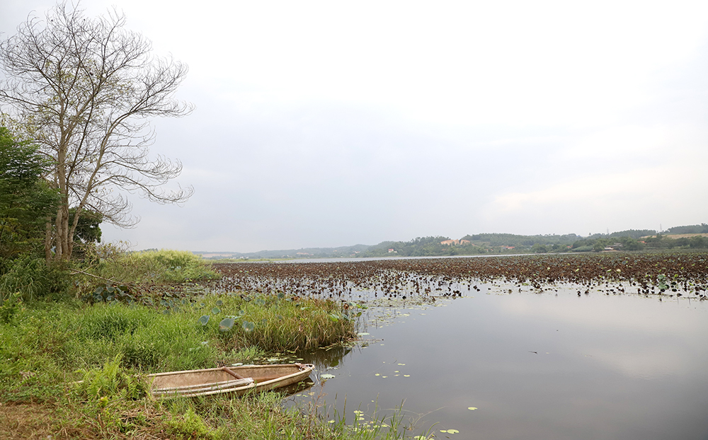 Một đầm nước ngọt ở Phú Thọ cách Hà Nội 70km có một loài động vật hoang dã khổng lồ, cả làng đi săn- Ảnh 4.