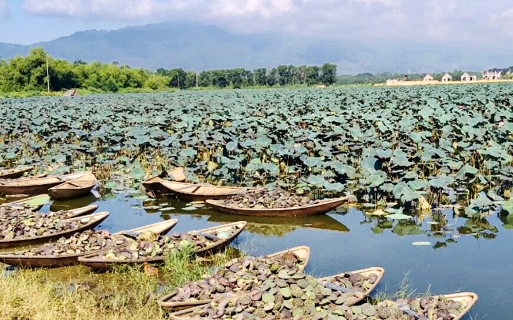 Một đàn cá heo xuất hiện ở biển Cồn Vành của tỉnh Thái Bình, cơ quan quản lý nói không phải lần đầu tiên - Ảnh 2.