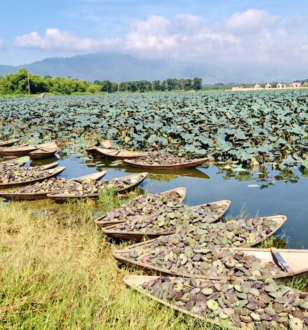 Một đầm nước ngọt ở Phú Thọ cách Hà Nội 70km có một loài động vật hoang dã khổng lồ, cả làng đi săn- Ảnh 7.