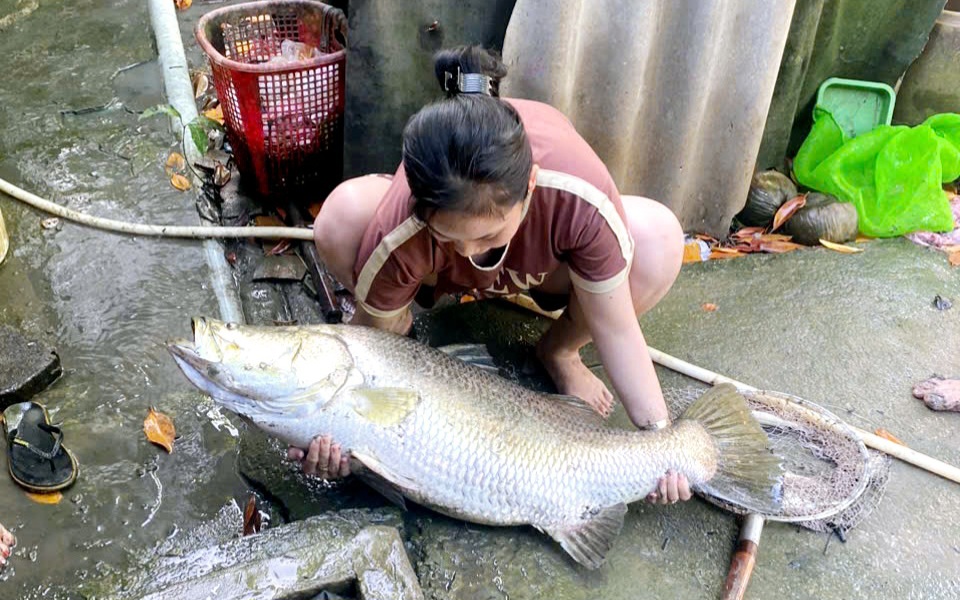 Đổi nhà vườn lấy lan đột biến trị giá 20 tỷ đồng ở Bắc Ninh, có phải chiêu trò "thổi giá"? - Ảnh 6.