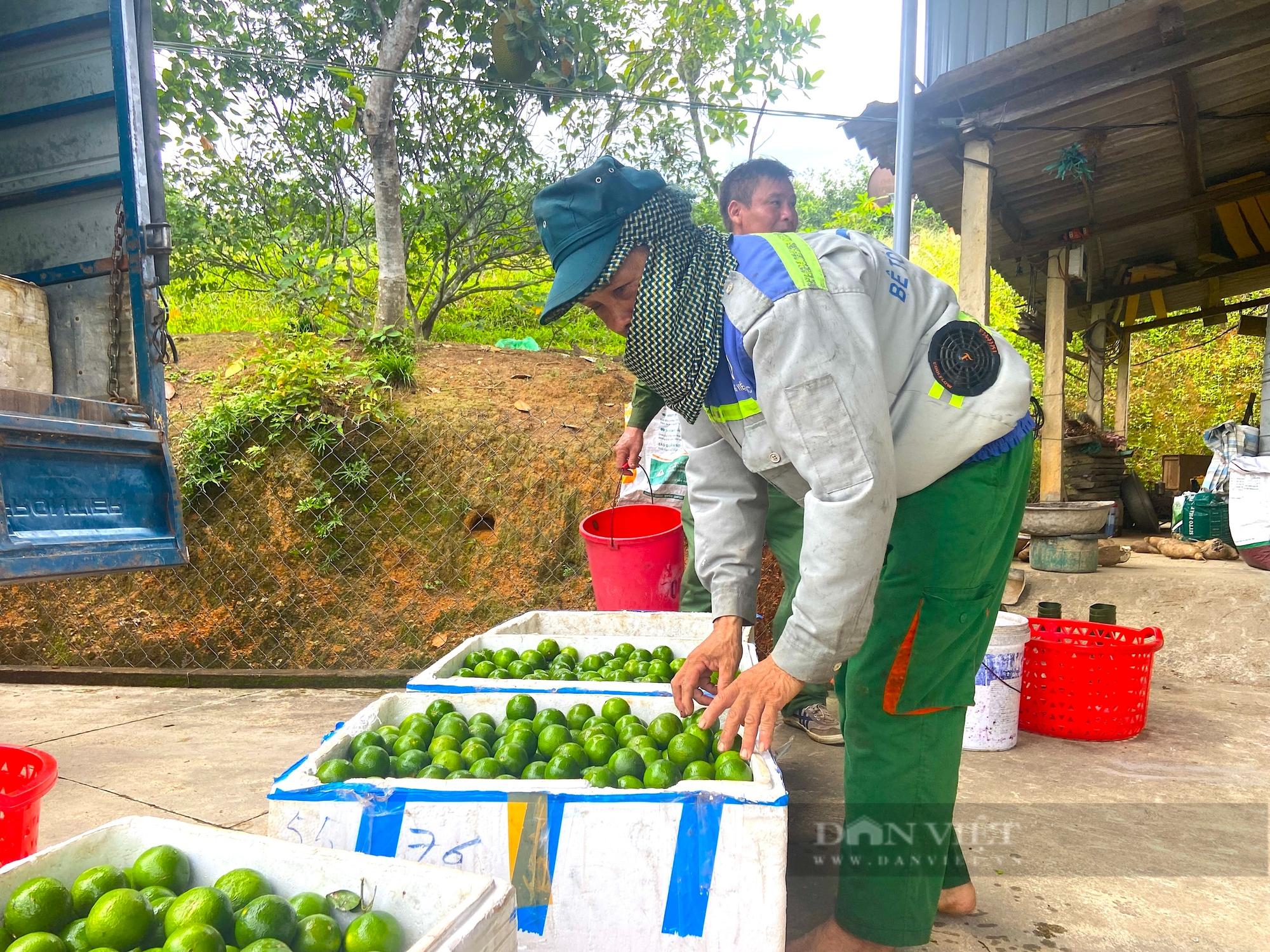 Người dân huyện miền núi Hà Tĩnh đút túi gần nửa tỷ nhờ trồng loại cây “siêu trái”, có vị chua- Ảnh 6.