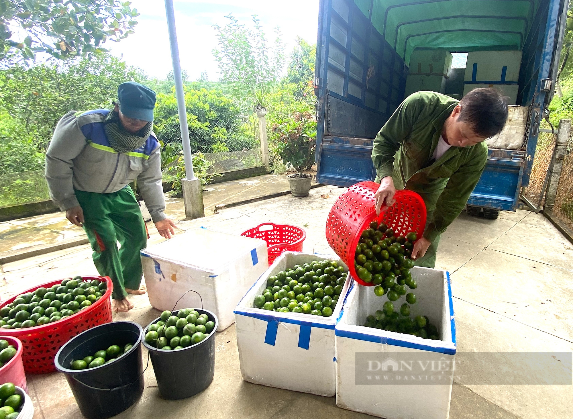 Người dân huyện miền núi Hà Tĩnh đút túi gần nửa tỷ nhờ trồng loại cây “siêu trái”, có vị chua- Ảnh 9.