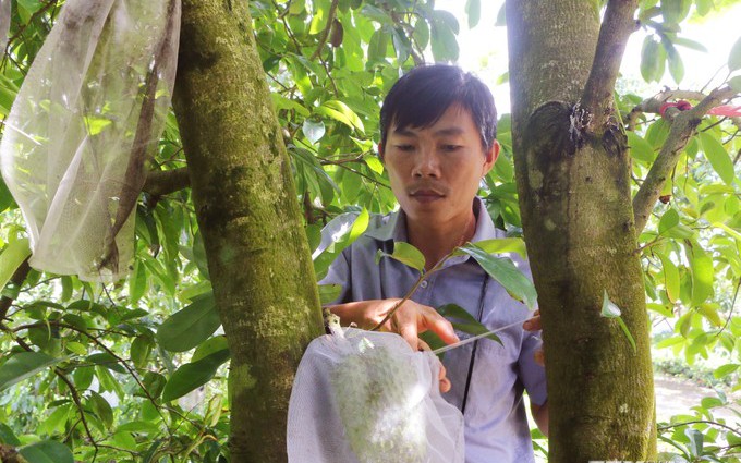 Ở một nơi trũng phèn của Sóc Trăng, dân trồng loại cây này, ra trái ngon, to bự thế này đây