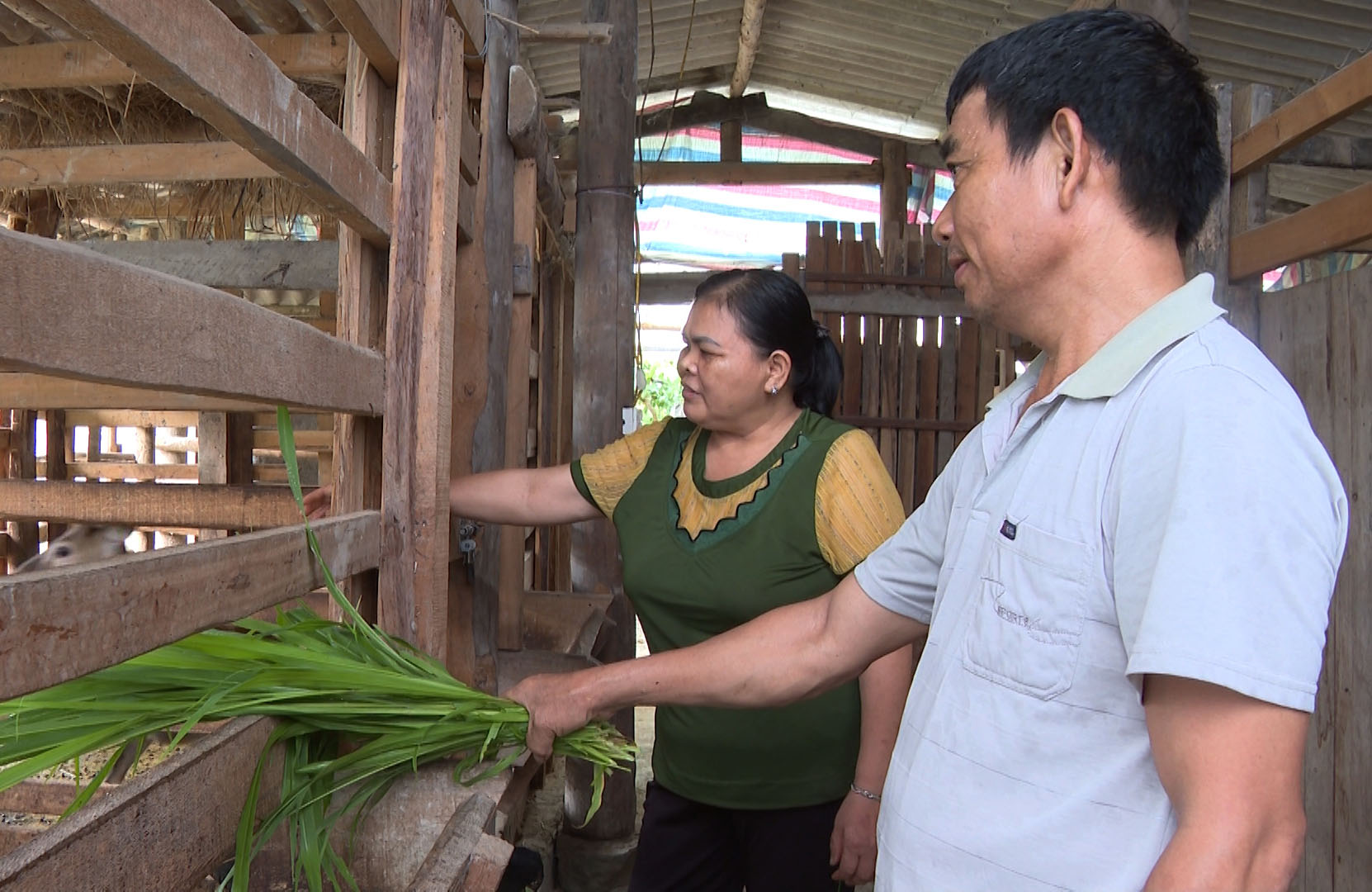 Chuyển nghề nuôi loài vật có cặp sừng được ví là thần dược, ông nông dân Bắc Kạn nhàn tênh mà lại có tiền- Ảnh 4.