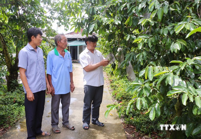 Ở một mơi trũng phèn của Sóc Trăng, dân trồng mãng cầu xiêm, ra trái ngon, to bự thế này đây- Ảnh 3.