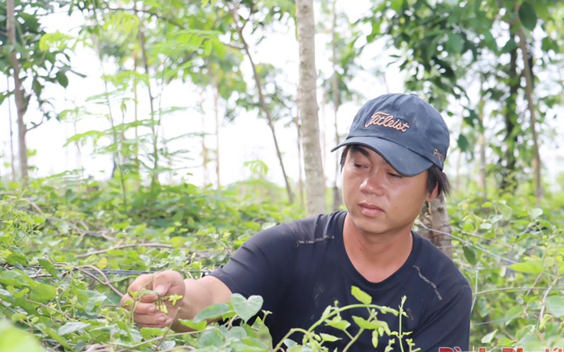 Đảo Cù Lao Chàm cách đất liền Quảng Nam 15km la liệt san hô-con động vật hoang dã ngồi im - Ảnh 7.