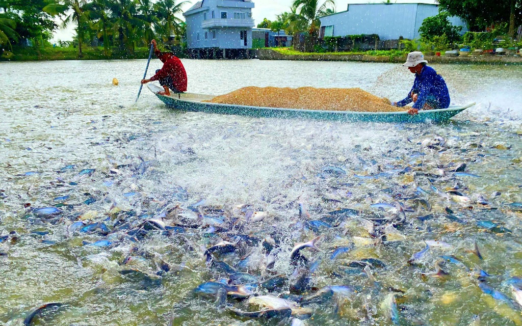 Từng bị gọi là "gã điên", nay ông nông dân Thái Bình có 25ha lúa, mỗi năm thu 200 tấn thóc - Ảnh 2.