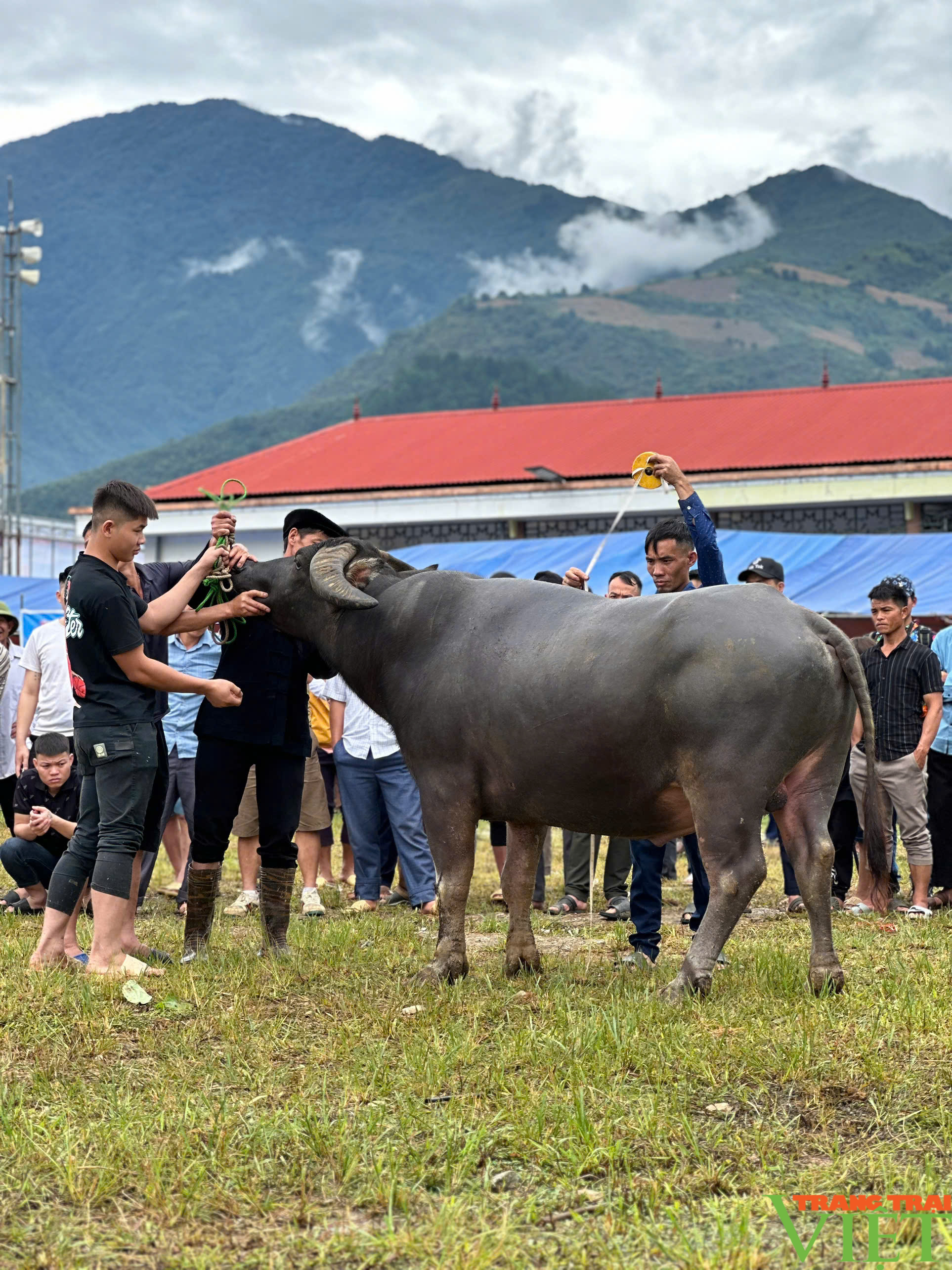  “Hoàng tử trâu” Cuộc thi độc lạ trên vùng cao Ngọc Chiến - Ảnh 7.