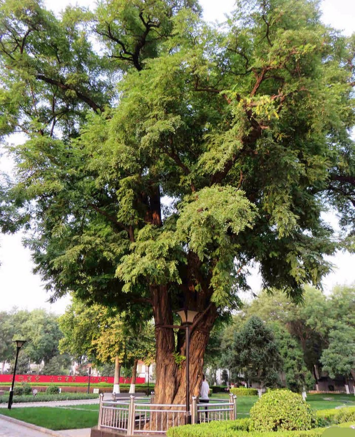 Người xưa dặn: “3 cây không trồng ở mộ, 4 cây không trồng tại nhà, gia đình bình an, thịnh vượng”. - Ảnh 2.