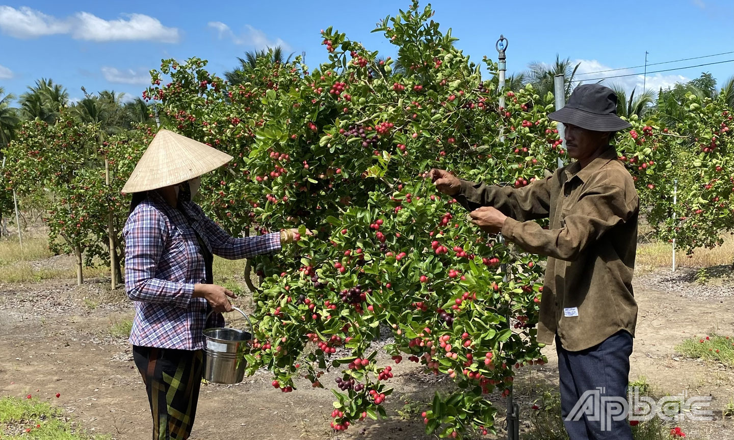 Loại cây sirô trồng ởTiền Giang thấp tè ra trái quá trời, ngỡ quả dại hóa ra lại là ngon đáo để- Ảnh 1.