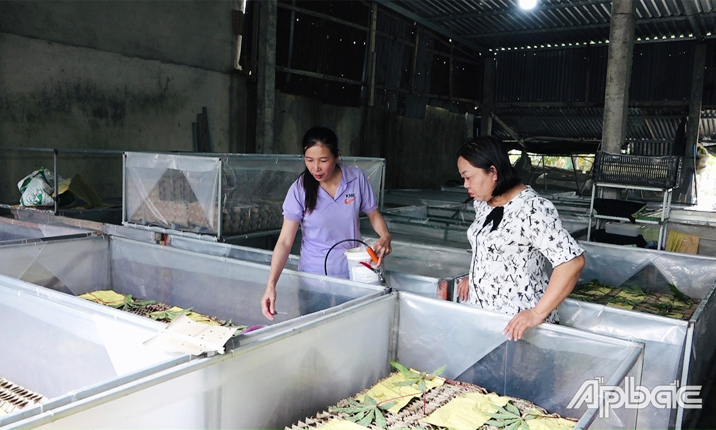 Dế mèn, con động vật sống bầy đàn kêu suốt này, xưa ở bờ bụi, nay nuôi ở Tiền Giang, bán đắt hàng- Ảnh 3.