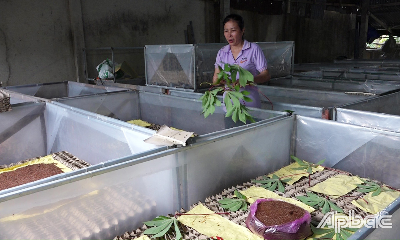 Dế mèn, con động vật sống bầy đàn kêu suốt này, xưa ở bờ bụi, nay nuôi ở Tiền Giang, bán đắt hàng- Ảnh 4.