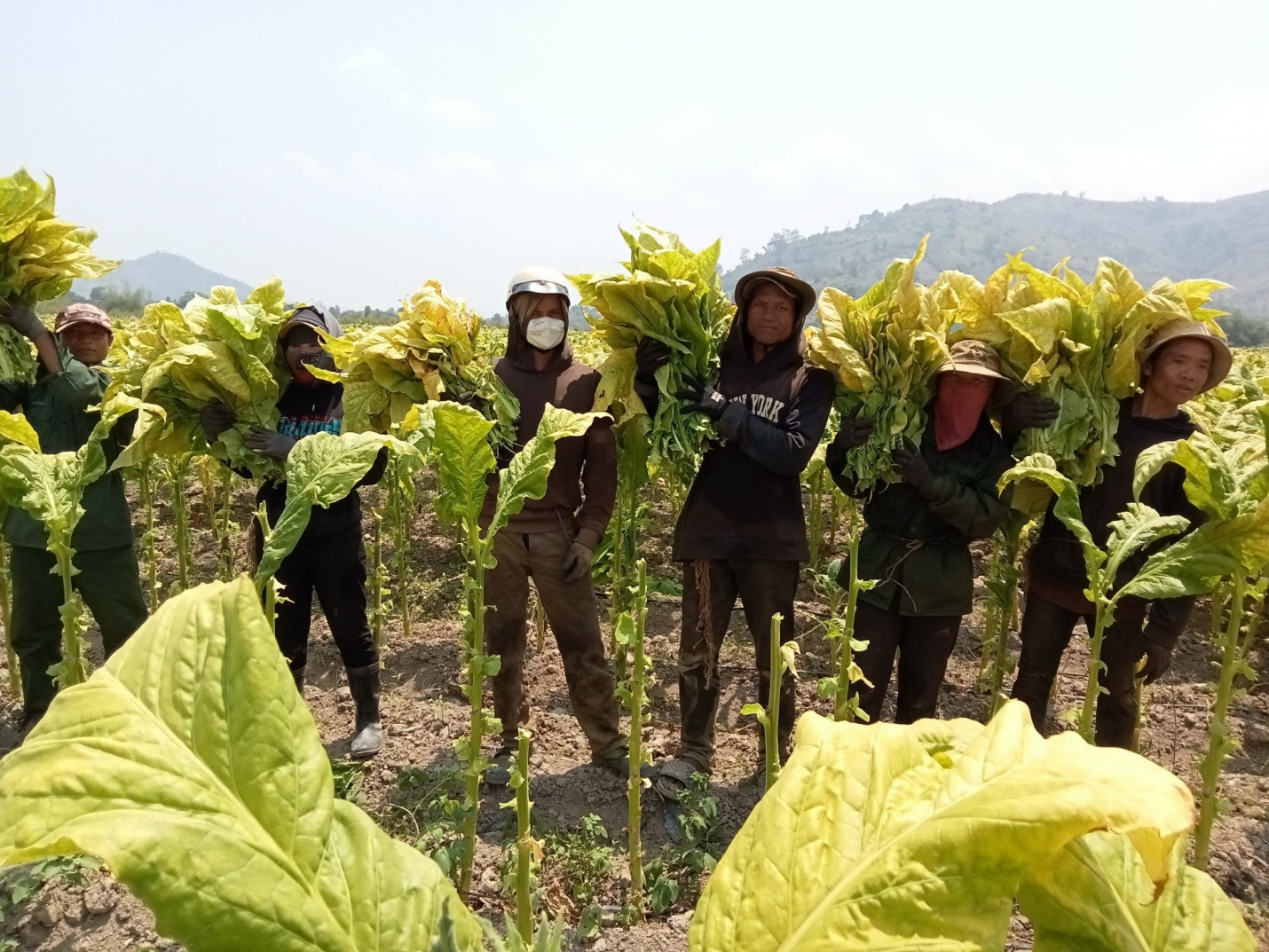 Tăng thuế thuốc lá đột ngột, nông dân vùng nguyên liệu sẽ chịu tác động như thế nào?- Ảnh 1.