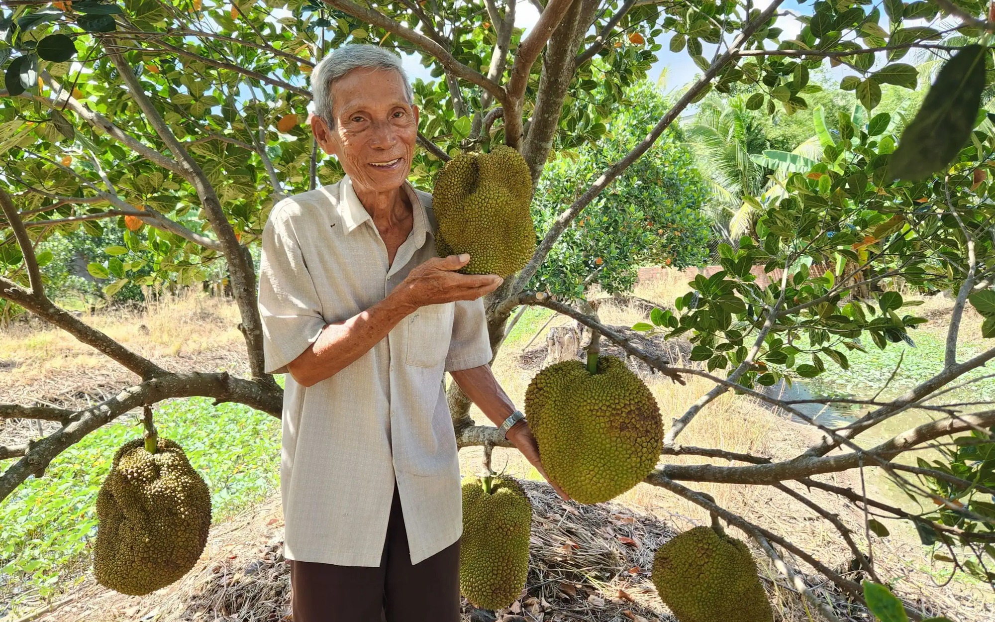 Liều trồng chuối Thái, trổ buồng to trái bự, một nông dân Đắk Nông hưởng lương 300 triệu/năm - Ảnh 4.