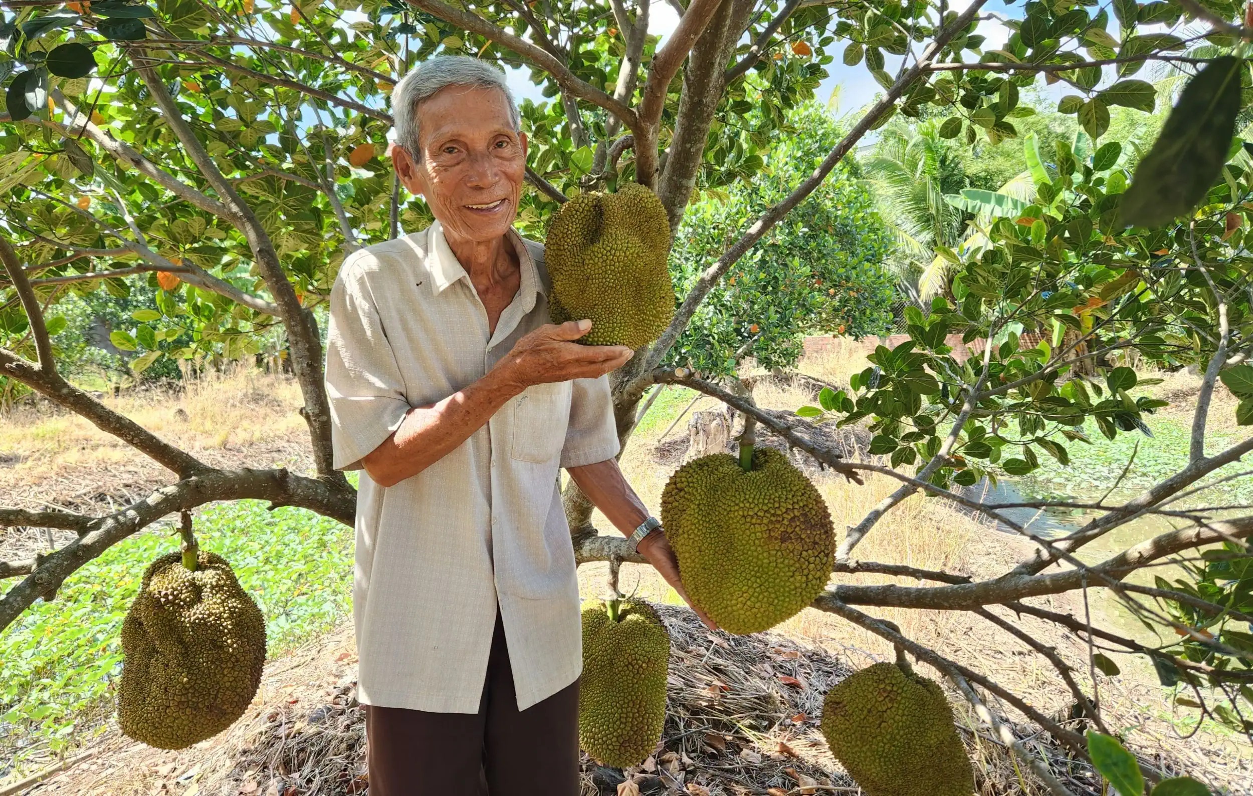 Trồng mít lạ, quả to bự, chả có hạt, ông nông dân Cần Thơ bán kiểu gì mà có tiền tỷ, nổi tiếng xa gần? - Ảnh 1.