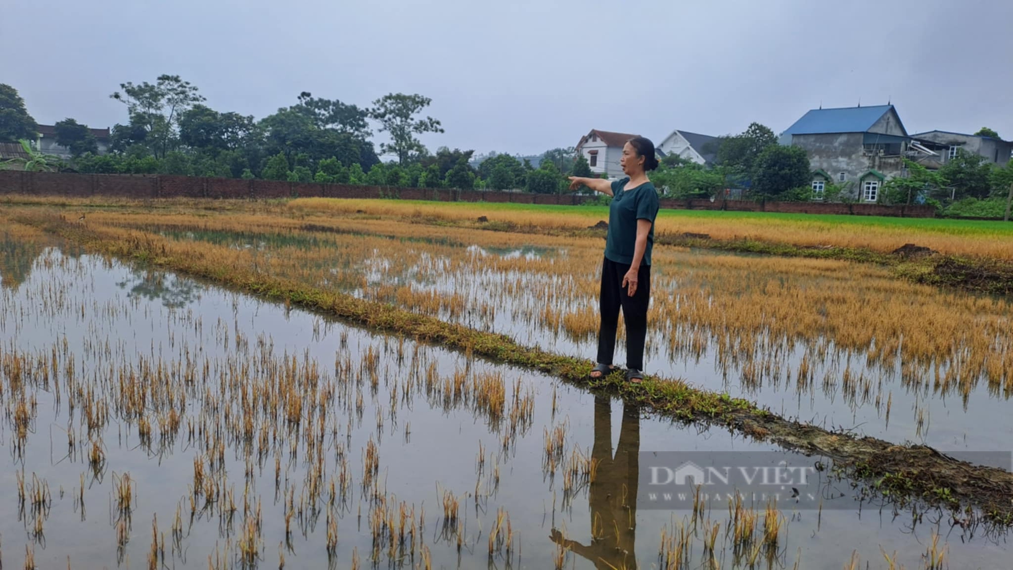 Thái Nguyên: Hơn 4.000 m2 diện tích hoa màu của người dân bị kẻ gian phun thuốc diệt cỏ phá hoại- Ảnh 3.