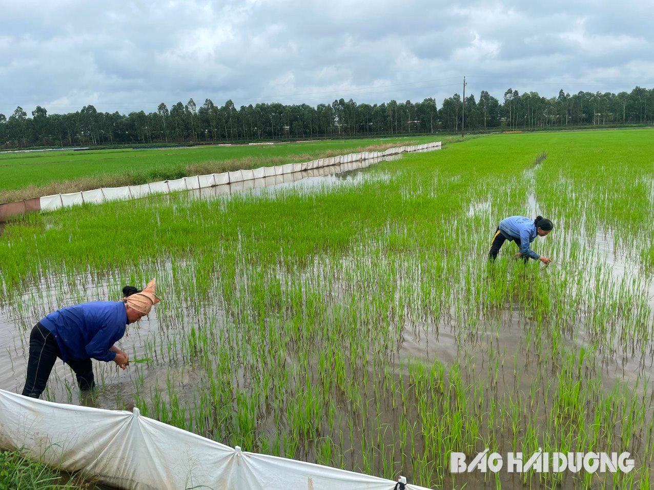 Vừa hoàn lương, người đàn ông ở Hải Dương quyết "ôm" 18ha ruộng hoang khởi nghiệp làm giàu- Ảnh 2.