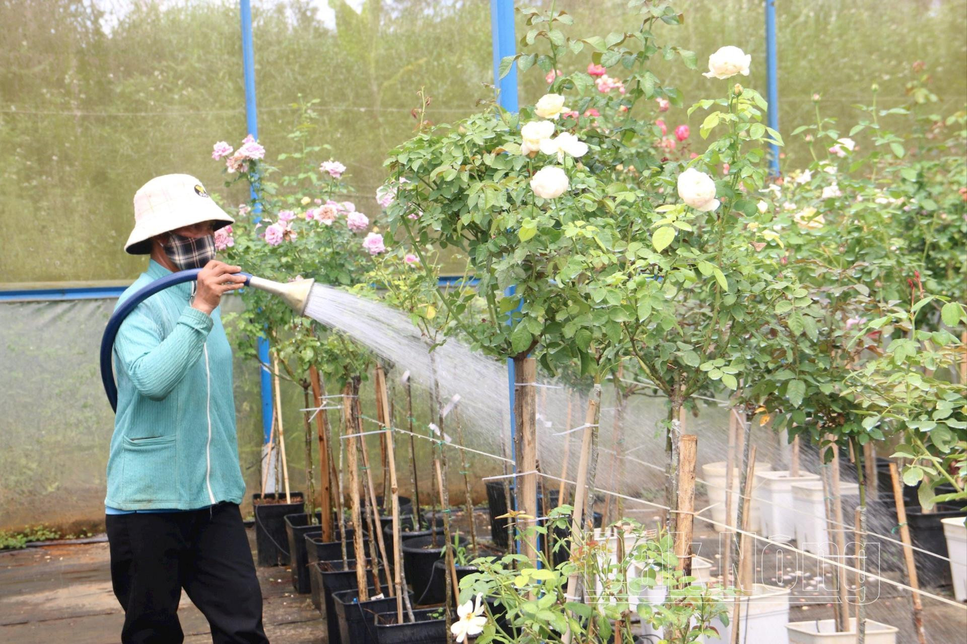 Chàng trai bỏ việc ở tập đoàn nước ngoài lên Đăk Nông trồng hoa hồng, thu hơn 10 tỷ đồng mỗi năm- Ảnh 4.