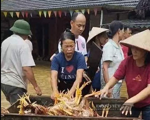 Xót xa đàn gà hơn 2.000 con của một nông dân Yên Bái bị chết ngạt do mưa lớn - Ảnh 4.