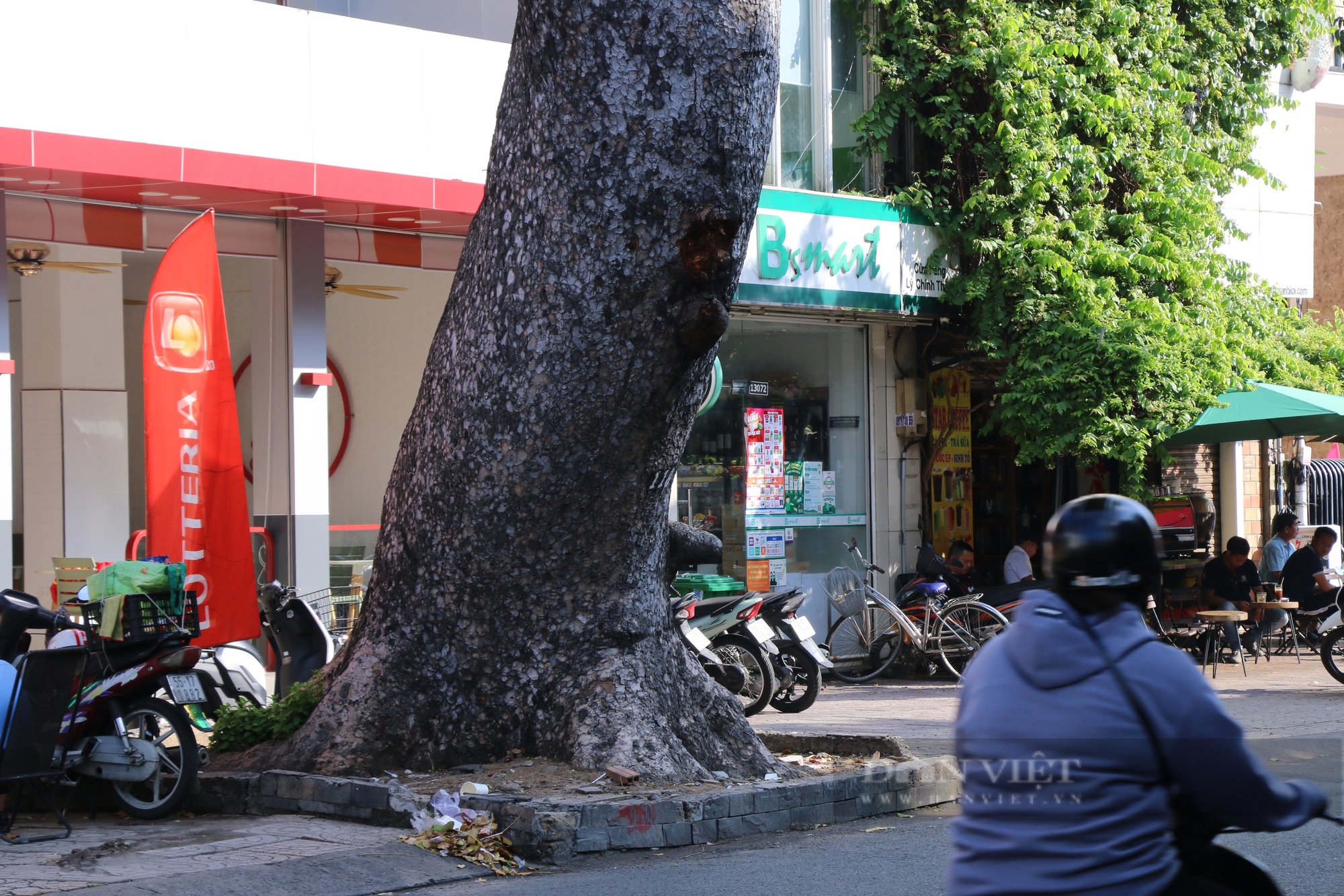 Người dân lo ngại vì nhiều cây xanh nghiêng, trồi gốc, chờ ngã đổ- Ảnh 3.