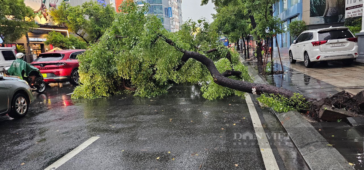 Người dân lo ngại vì nhiều cây xanh nghiêng, trồi gốc, chờ ngã đổ- Ảnh 4.