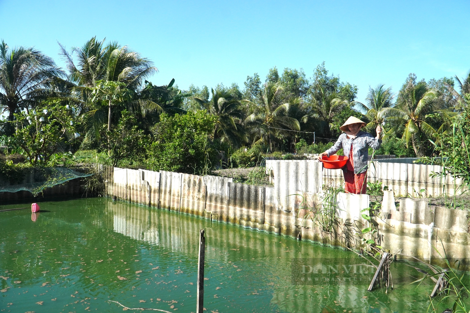 Nuôi ba ba đặc sản bò dày đặc, đẻ la liệt trứng, nông dân Sóc Trăng chán vì giá bán giảm 50%- Ảnh 6.