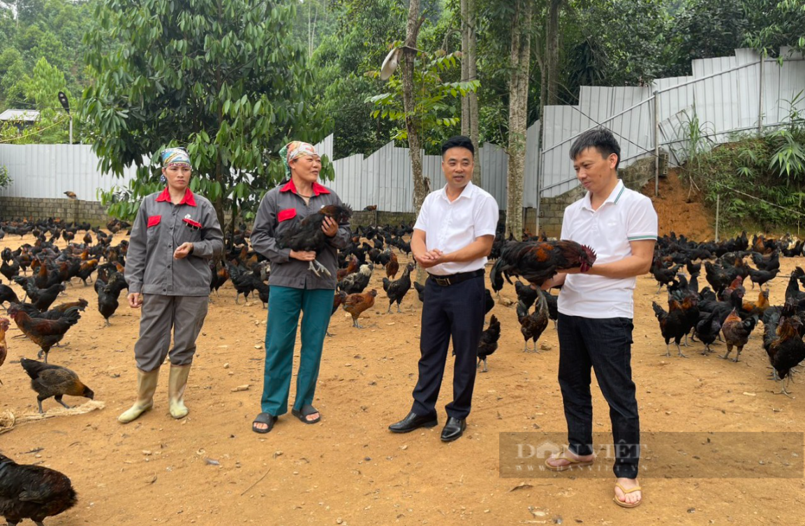 Nuôi gà, con đen trùi trũi, con hoa mơ, một nông dân ở Lào Cai được Thủ tướng tặng Bằng khen- Ảnh 3.