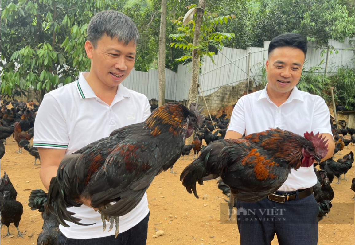 Nuôi gà, con đen trùi trũi, con hoa mơ, một nông dân ở Lào Cai được Thủ tướng tặng Bằng khen- Ảnh 4.