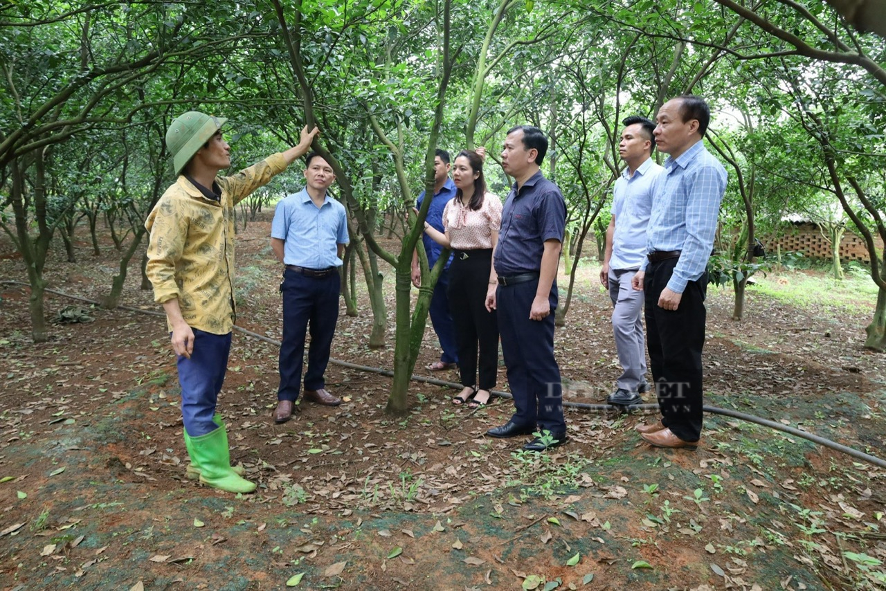 Nông dân Thanh Hóa thi đua sản xuất kinh doanh giỏi, đoàn kết giúp nhau làm giàu và giảm nghèo bền vững- Ảnh 4.