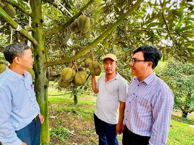 Trồng sầu riêng VietGAP ở Bình Thuận, nông dân một xã lời 1,7 tỷ/ha, ra ngõ đụng tỷ phú nông dân- Ảnh 1.