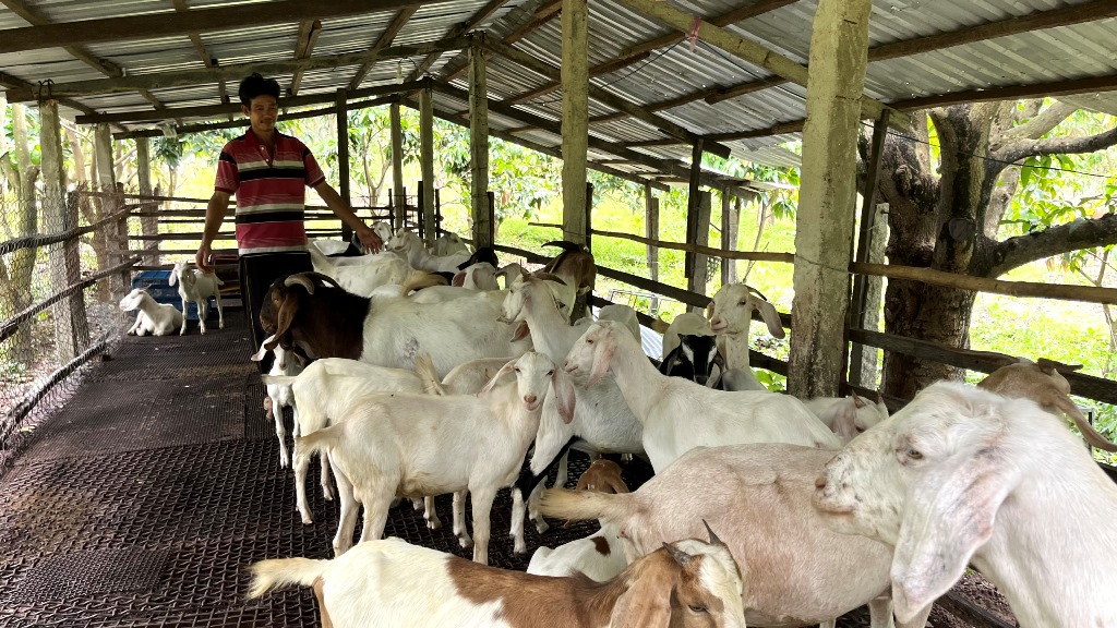 Vật nuôi mới, cây trồng mới, cách làm mới khiến thu nhập của nông dân Ô Lâm ở An Giang tăng lên- Ảnh 1.