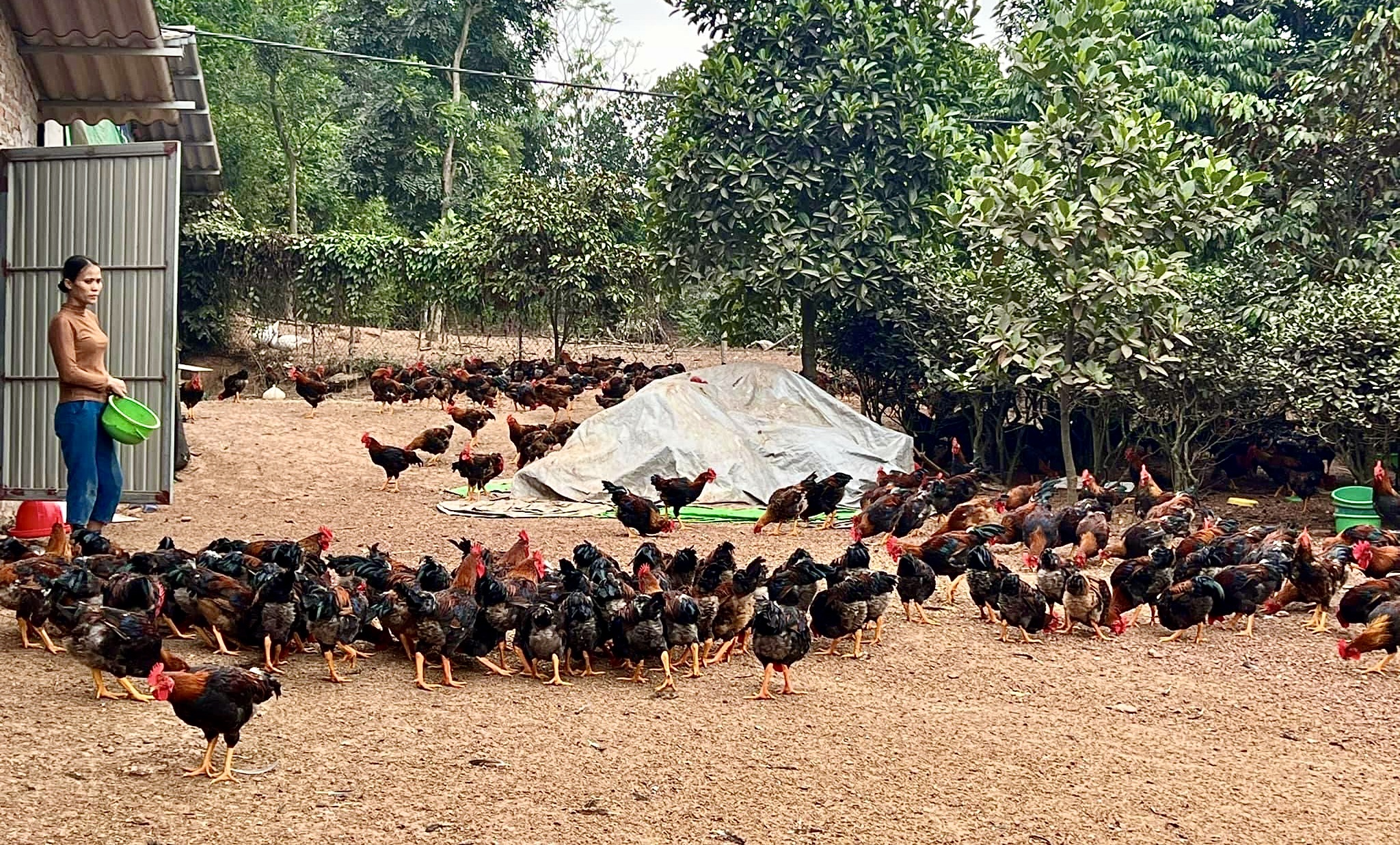 Nuôi gà lông màu VietGAHP an toàn sinh học ở Phú Thọ, dân dễ giàu nhanh- Ảnh 1.