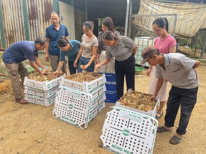 Nuôi gà lông màu VietGAHP an toàn sinh học ở Phú Thọ, dân dễ giàu nhanh- Ảnh 3.