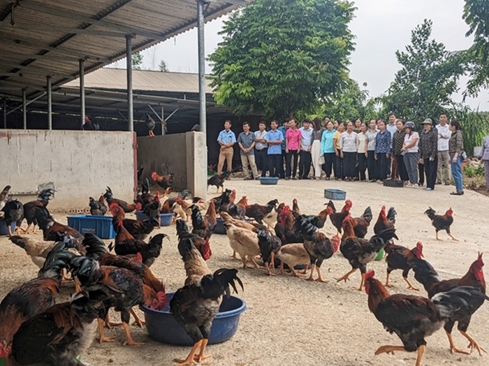 Nuôi gà lông màu VietGAHP an toàn sinh học ở Phú Thọ, dân dễ giàu nhanh- Ảnh 2.