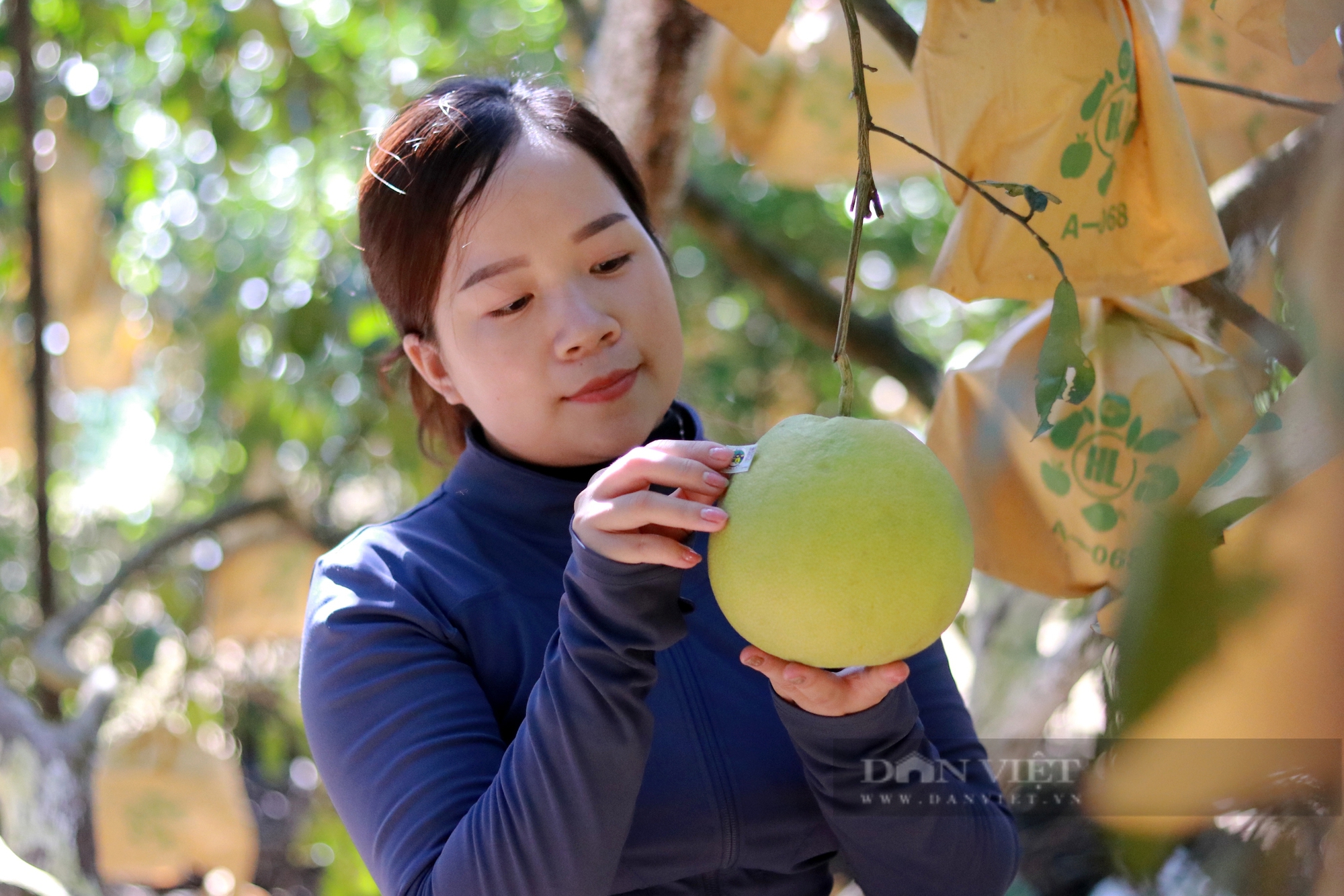 Hội Nông dân ứng dụng chuyển đổi số hỗ trợ tiêu thụ “đệ nhất danh quả” của Hà Tĩnh- Ảnh 6.