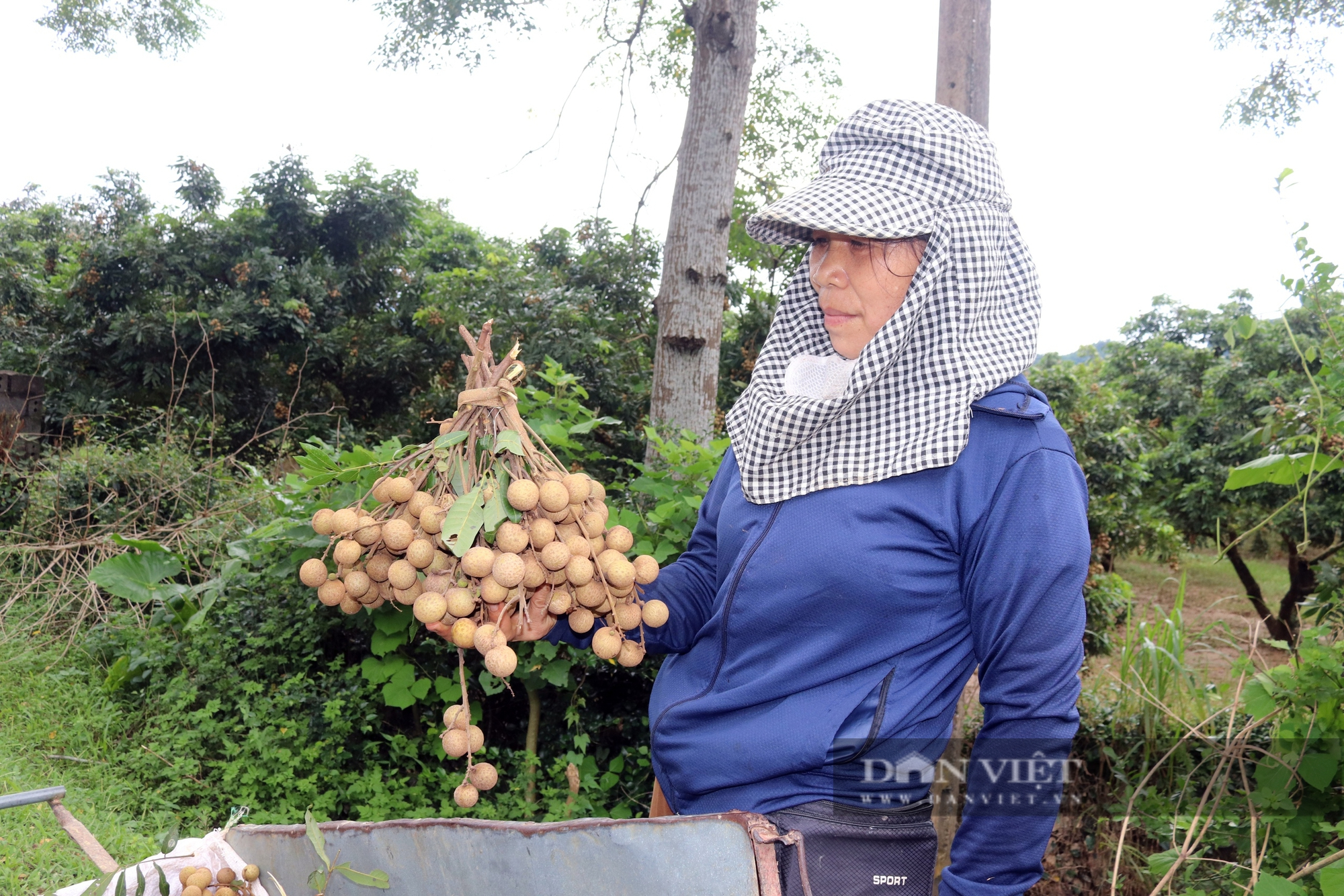 Thứ quả "mắt rồng" vào mùa, giá lại cao gấp đôi năm ngoái, người dân một xã ở Hòa Bình thu khoản lớn- Ảnh 3.